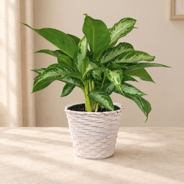 Potted green houseplant in a white woven basket