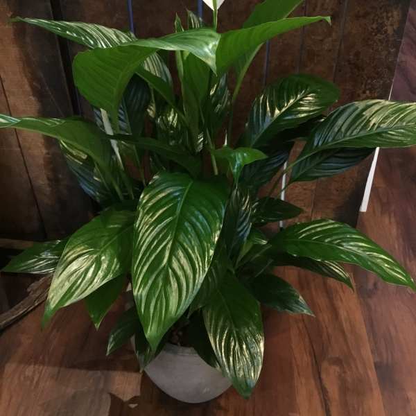 Potted peace lily plant with white spathes and glossy green leaves