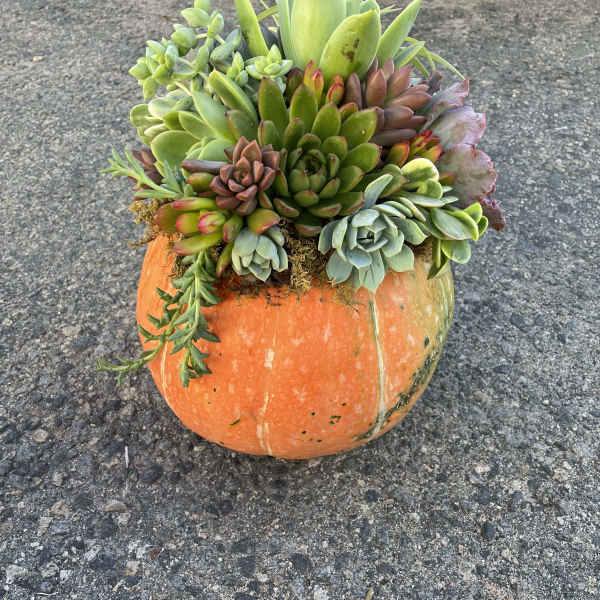 Pumpkin Patch