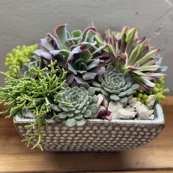 Succulent arrangement in a patterned rectangular ceramic planter