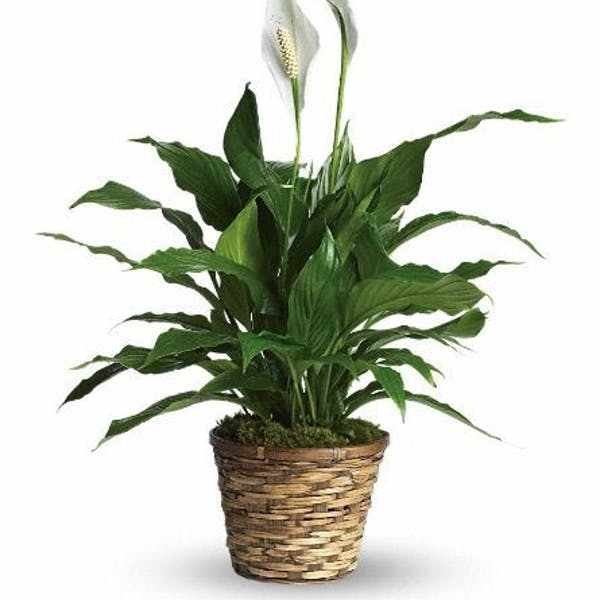 Potted peace lily plant with white blooms in a woven basket