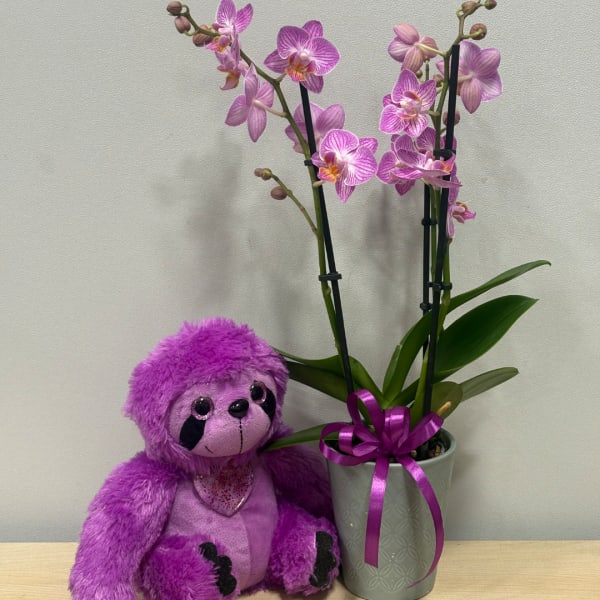 Purple orchid plant in a gray pot beside a purple plush toy