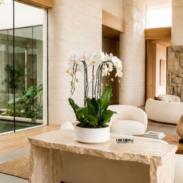 White orchids in a round white planter on a stone table