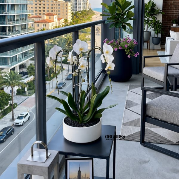 White orchids in a white pot on a balcony table