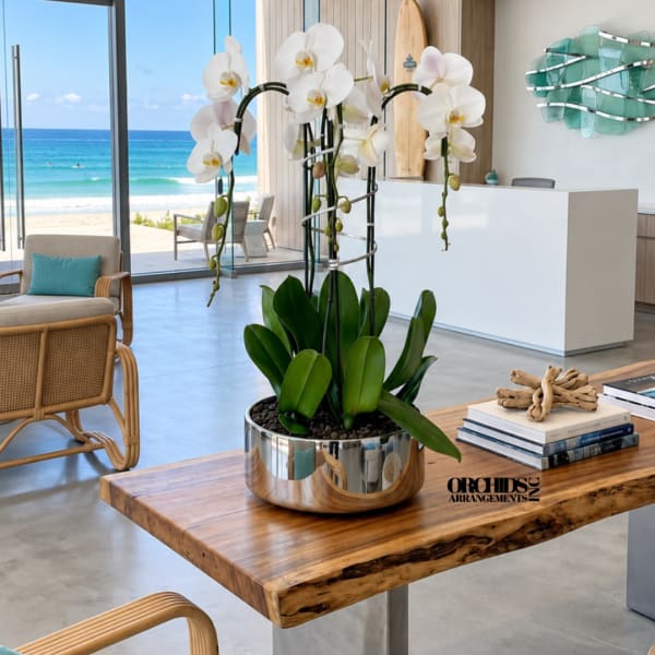 White orchids in a silver pot on a wooden table