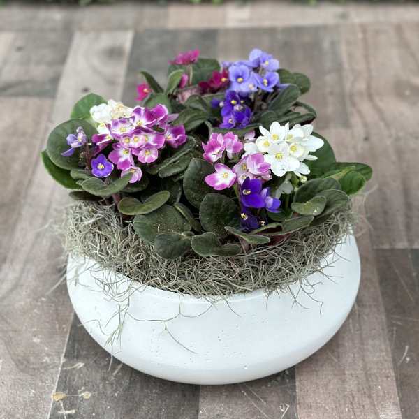 Potted African violets in pink, purple, and white in a white bowl planter