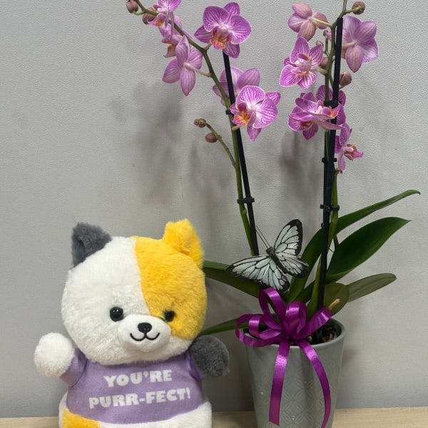 Potted purple orchids with a plush cat holding a purple shirt