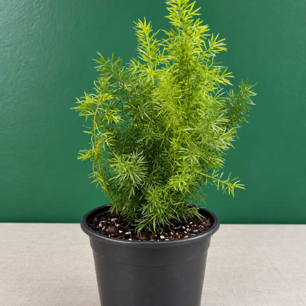 Potted green plant with fine, feathery foliage in a black nursery pot