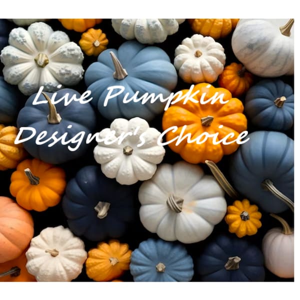 Live pumpkin designers choice