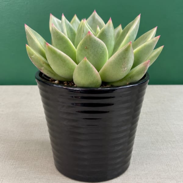 Potted succulent with pale green rosette leaves in a black container