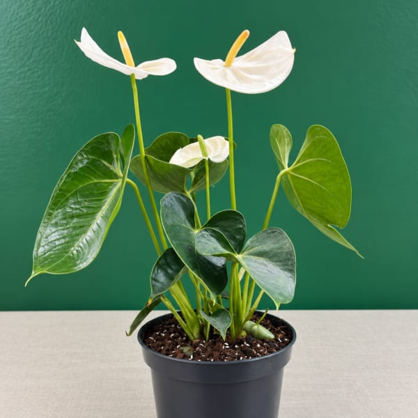 Potted anthurium plant with white blooms and glossy green leaves