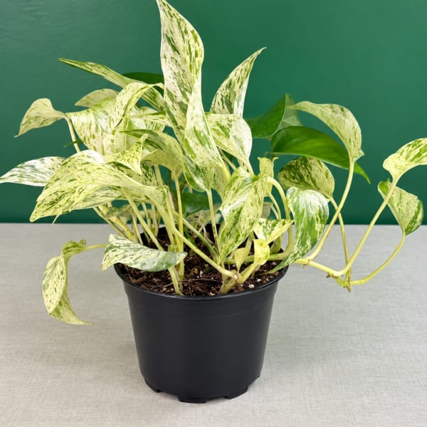Variegated potted plant in a black nursery pot
