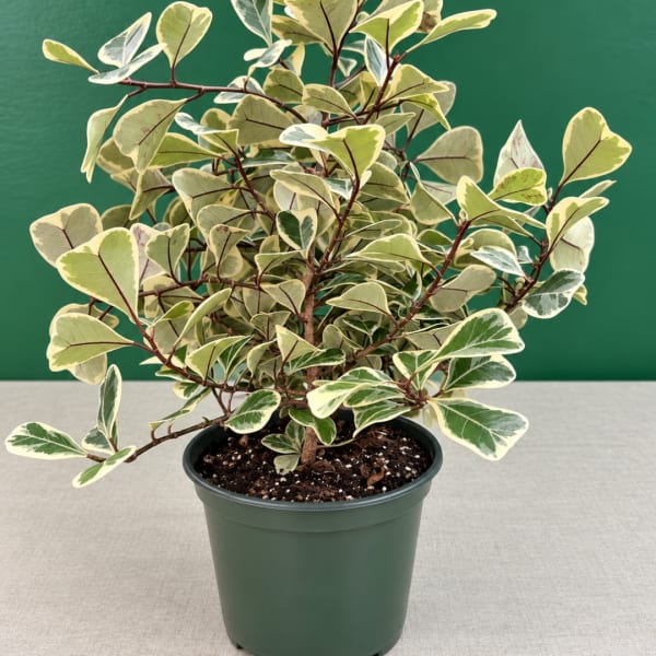 Variegated potted plant in a green nursery pot