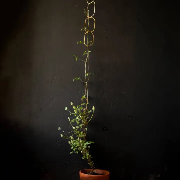 Potted climbing plant trained on a tall trellis against a dark wall