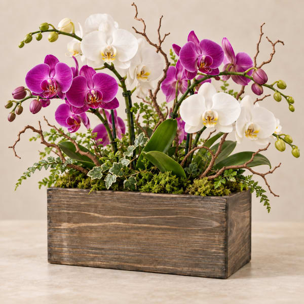 Orchid arrangement in a wooden planter with white and magenta blooms