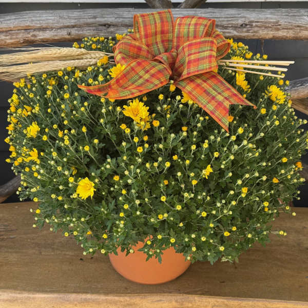 Autumn Hardy Mum Plant