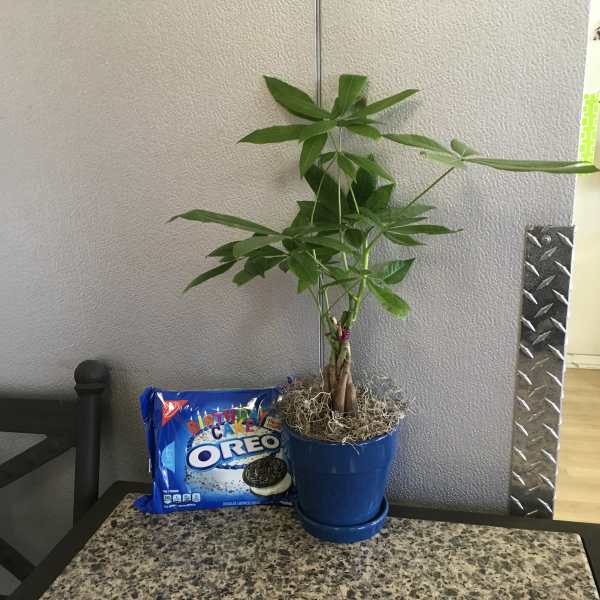 Potted green plant beside a package of Oreo cookies