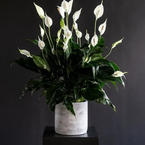 Peaceful