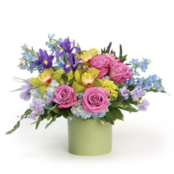 Delphinium Drift