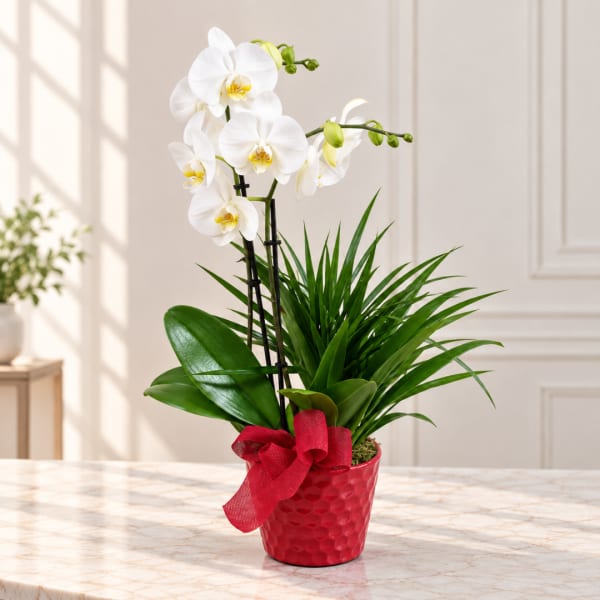 White orchid plant in a red pot with a bow