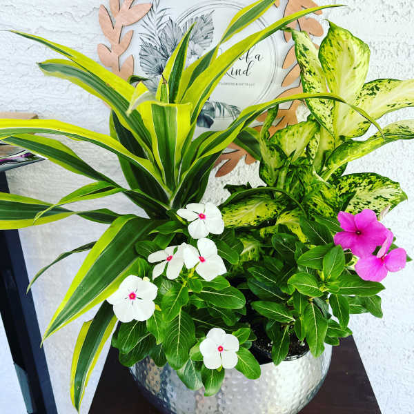 Potted tropical plant arrangement with white and pink flowers in a silver bowl