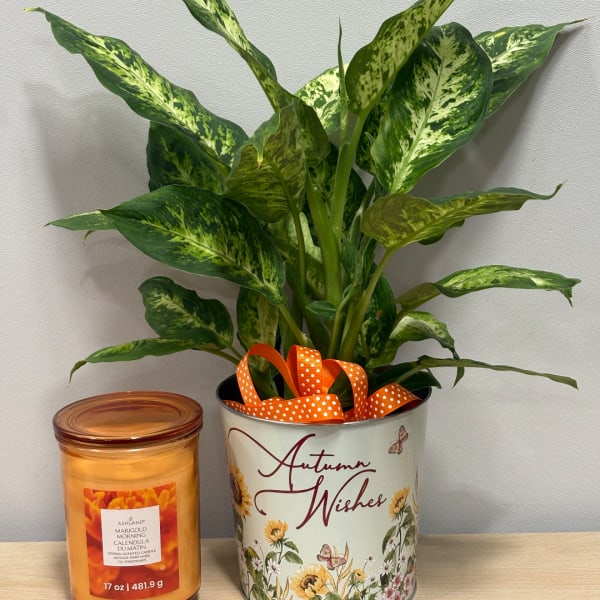 Potted variegated houseplant in a decorative tin beside a candle
