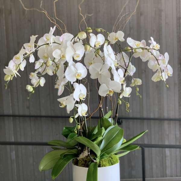 White orchids in a white pot with broad green leaves