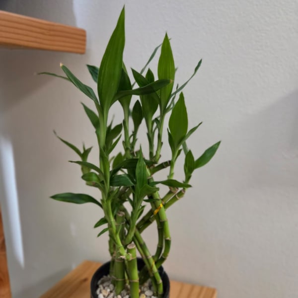 Potted lucky bamboo plant with upright green stalks and narrow leaves