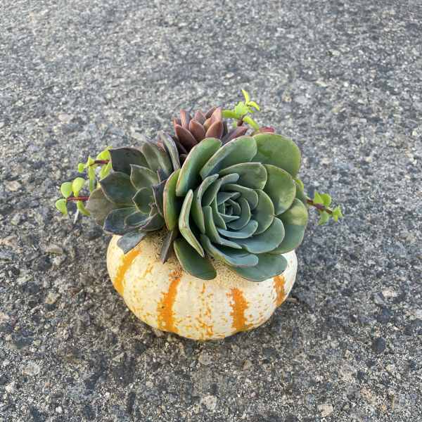 Petite Pumpkin
