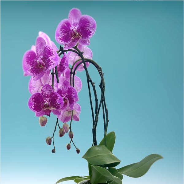 Potted purple orchid with arching blooms in a white ribbed planter