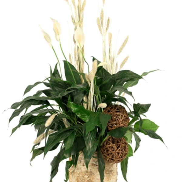 Potted green plant with tall cream-colored stems and woven spheres