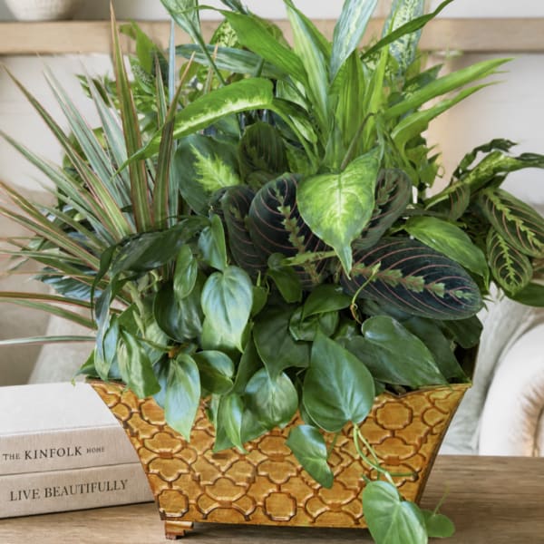 Mixed green houseplants arranged in a patterned rectangular planter