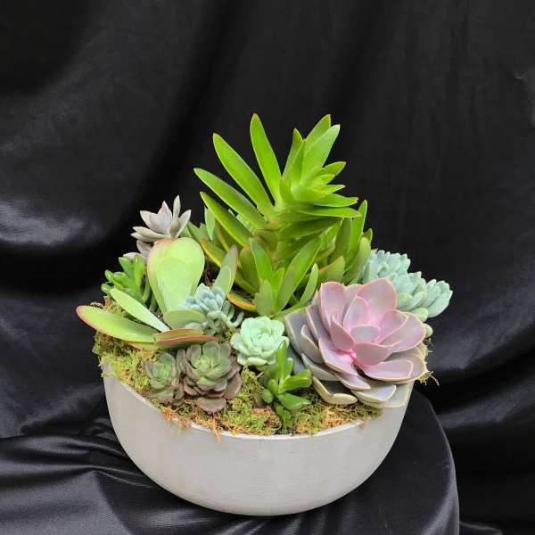 succulents assortment