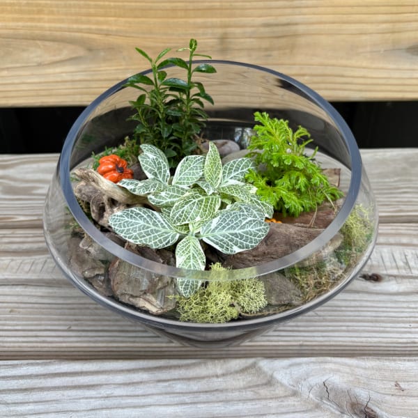 Glass terrarium with assorted green plants and driftwood on a wooden surface