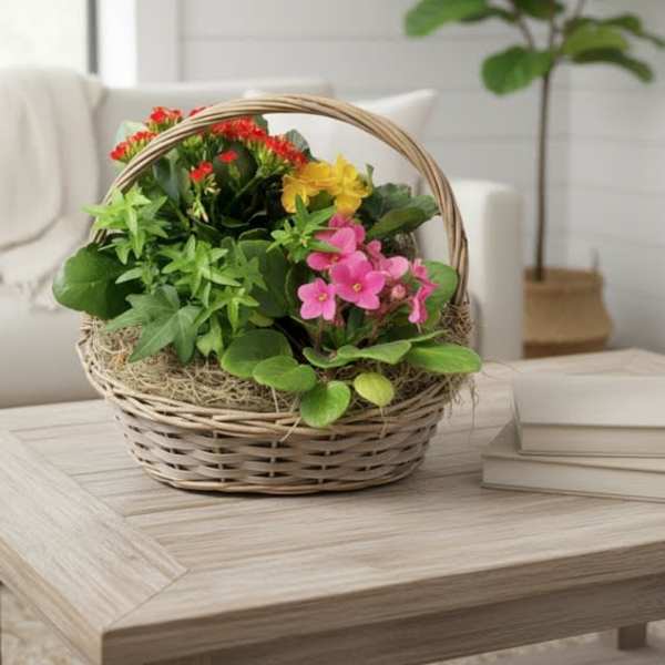 Blooming Plant Basket (containers and colors vary)