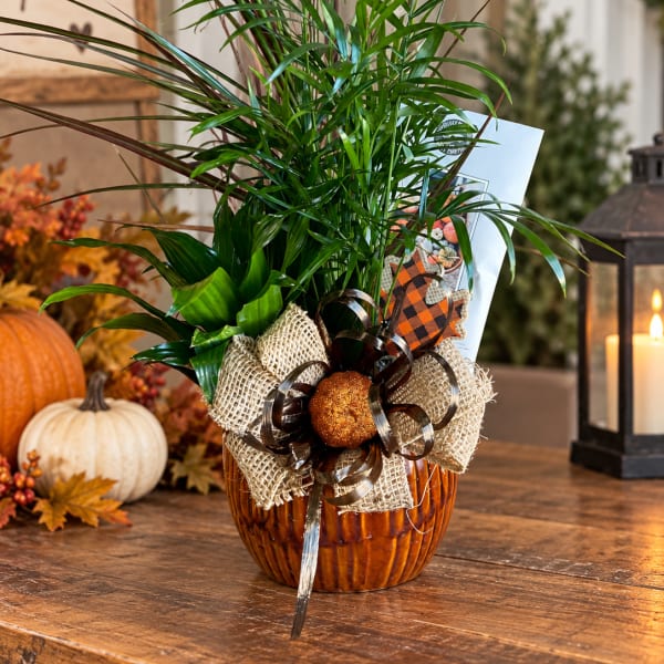 Potted green plant arrangement in a ribbed amber container with a fall ribbon