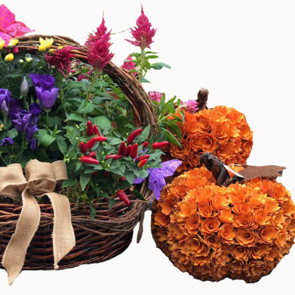 Wicker basket of colorful flowers with burlap bow and two orange flower pumpkins