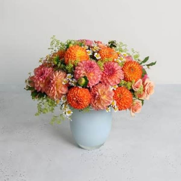 Dahlia Harvest