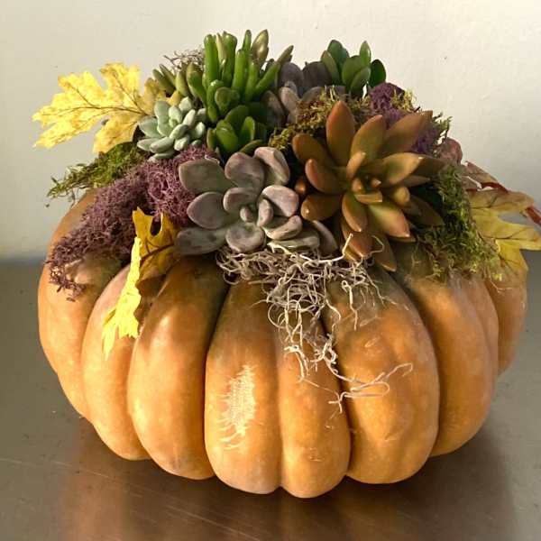 Pumpkin decorated with succulents