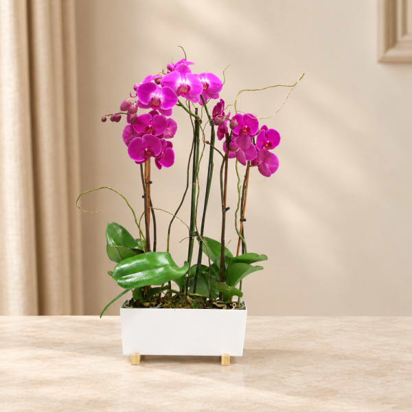 Pink orchids in a white rectangular planter on a table