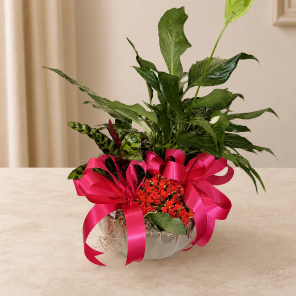 Potted green plant with bright pink ribbon and small red flowers