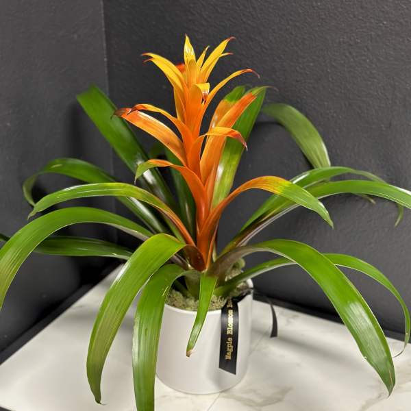 Orange bromeliad plant in a white pot