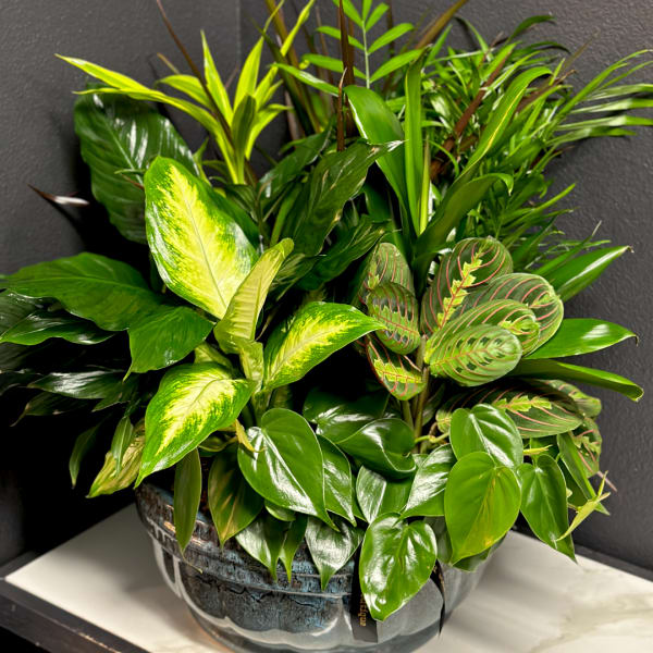 Mixed green houseplants arranged in a decorative ceramic pot
