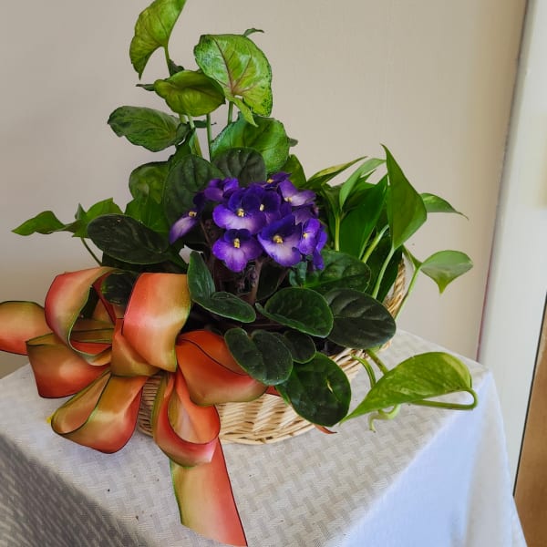 Basket of purple violets and green houseplants with a large ribbon bow