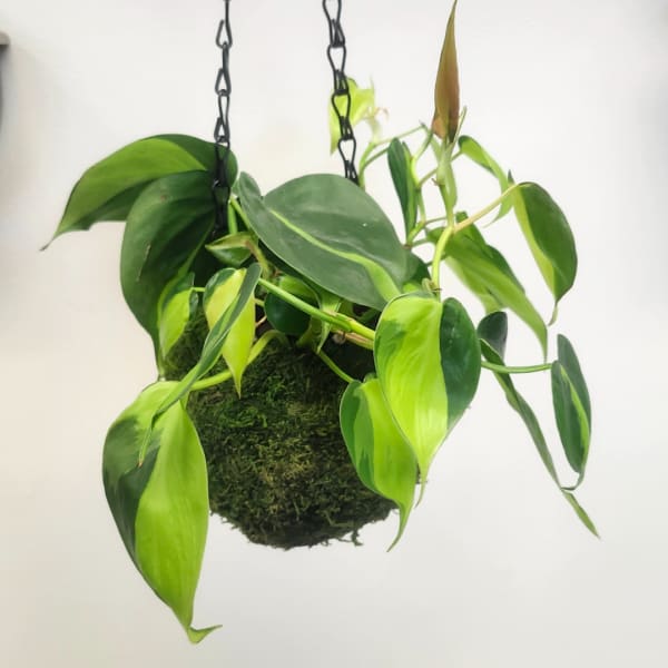 Hanging potted plant with variegated green leaves on chains