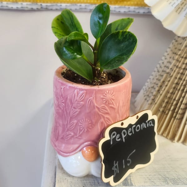 Small potted peperomia plant in a pink ceramic pot with a price tag