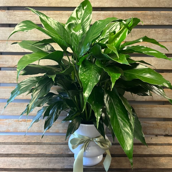 Lush green potted plant in a white vase with a ribbon bow