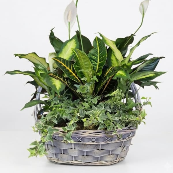 Laundry Basket B Dish Garden