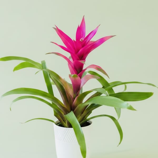 Pink bromeliad plant in a white pot