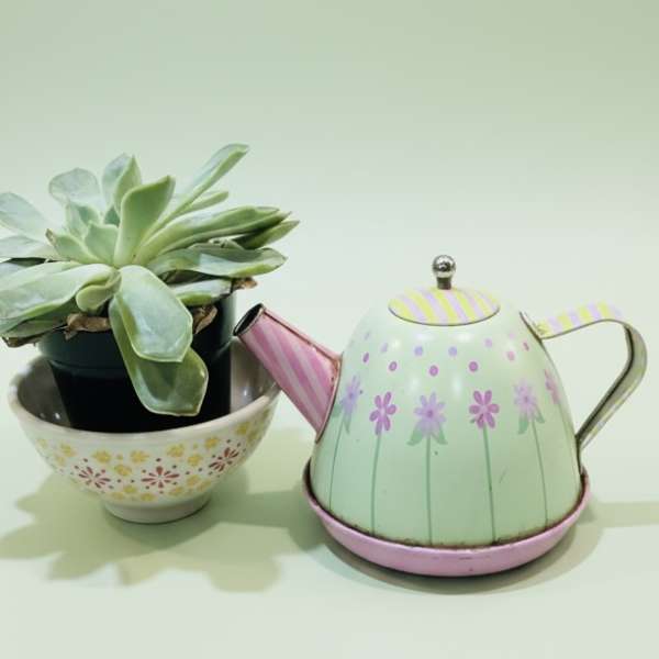 Potted succulent in a floral bowl beside a pastel teapot